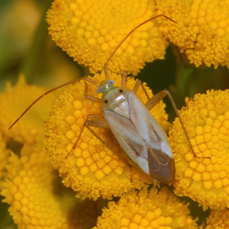 ancora un Miridae: Adelphocoris lineolatus
